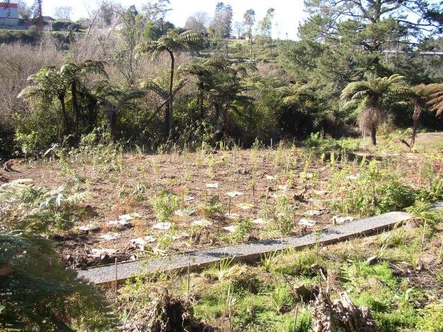 Lower area after planting. July 2004